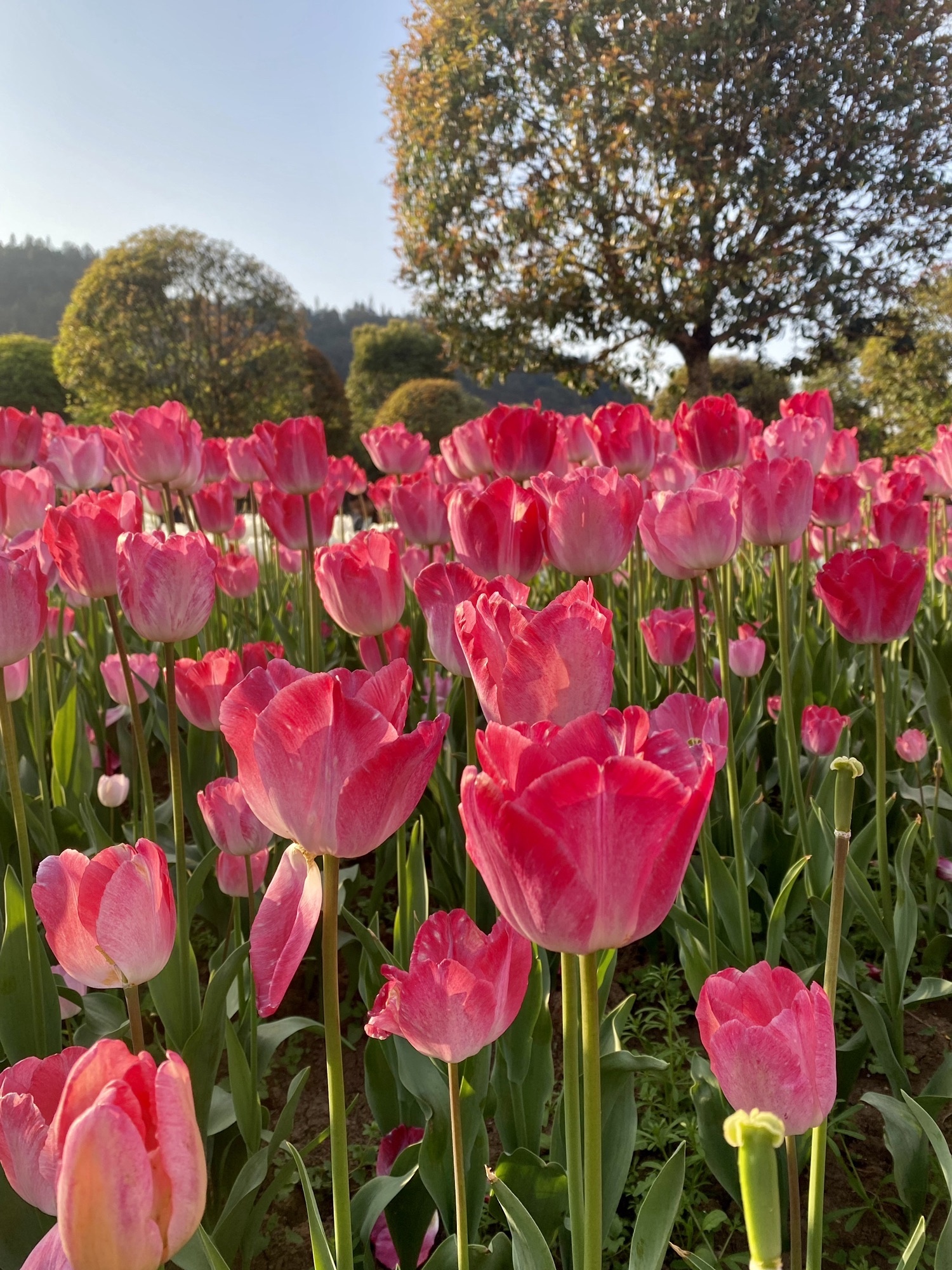 太寺垭森林公园