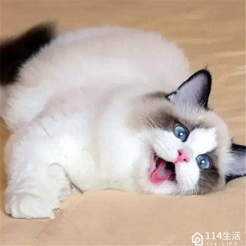 喵了个汪宠物生活馆(明月路店)