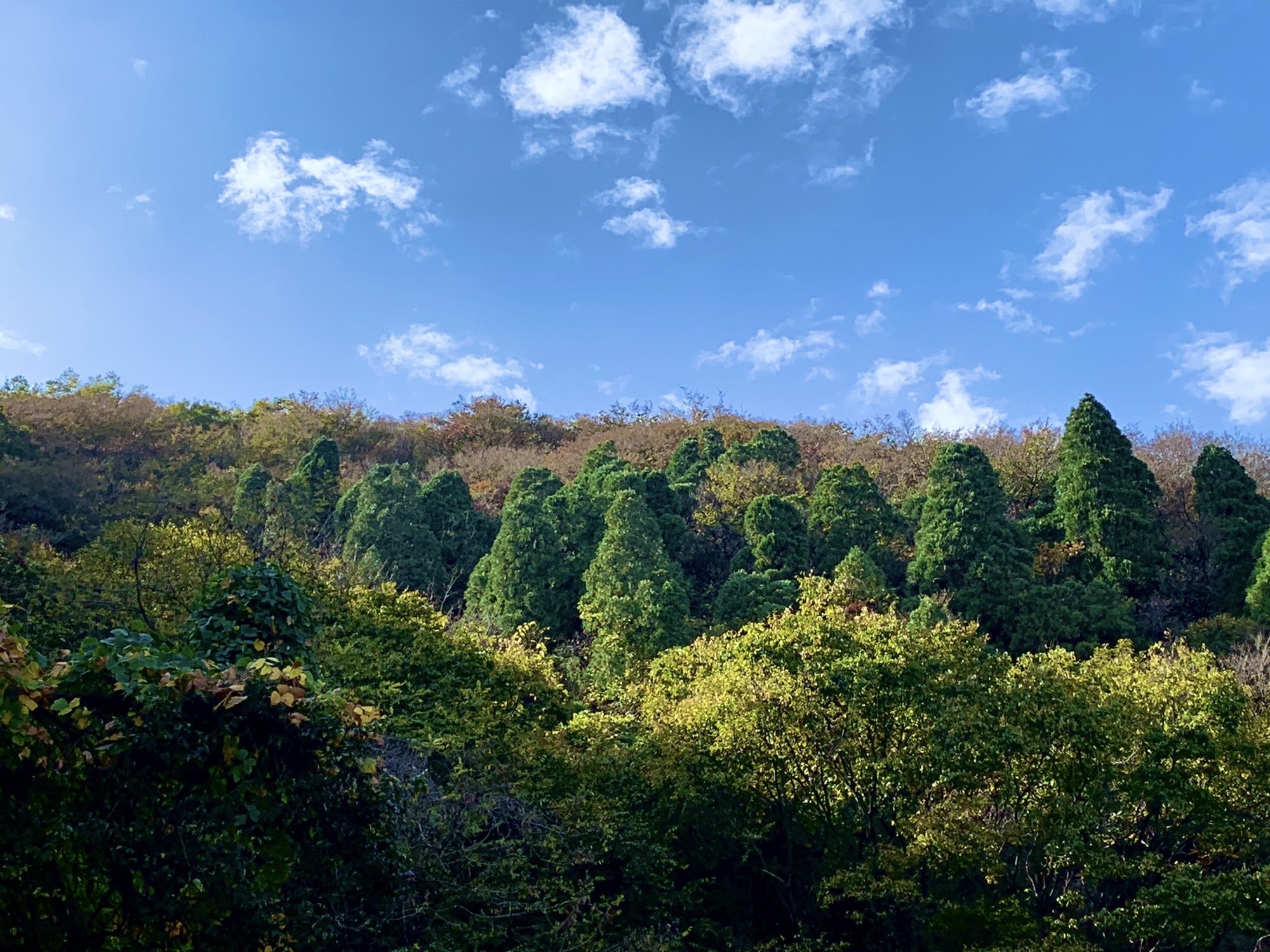 朱凤山