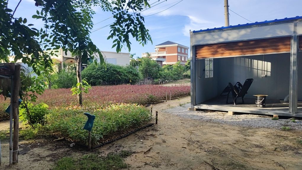 部道村路口桉树苗场