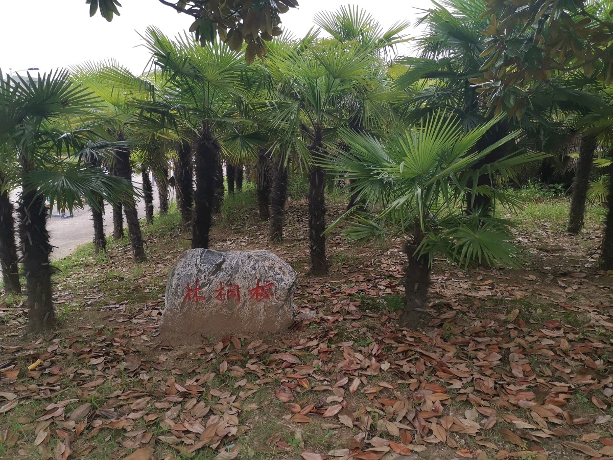 淮南师范学学院(泉山校区)-棕榈林