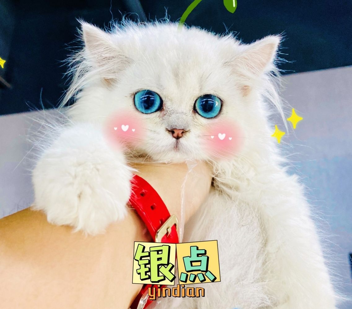 铲屎官宠物店