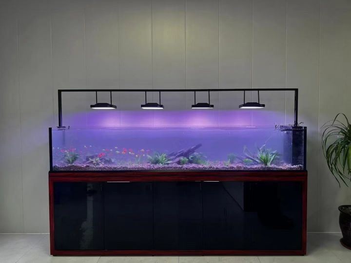 可丽爱水族(宁海路店)