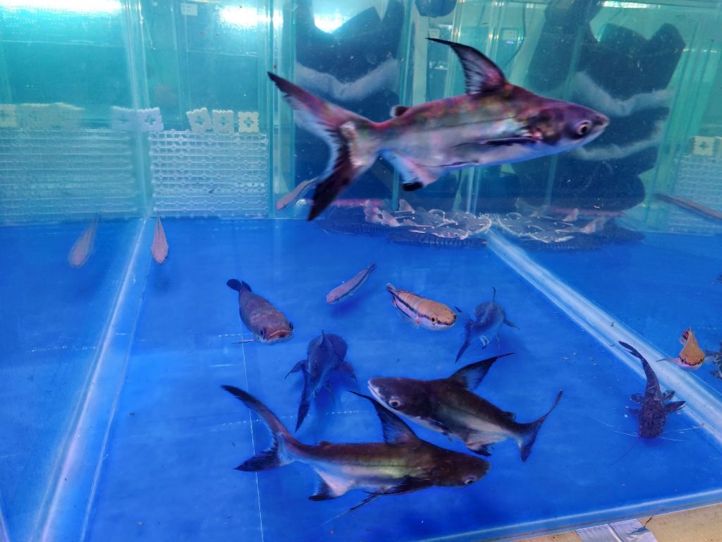 天天有鱼水族馆