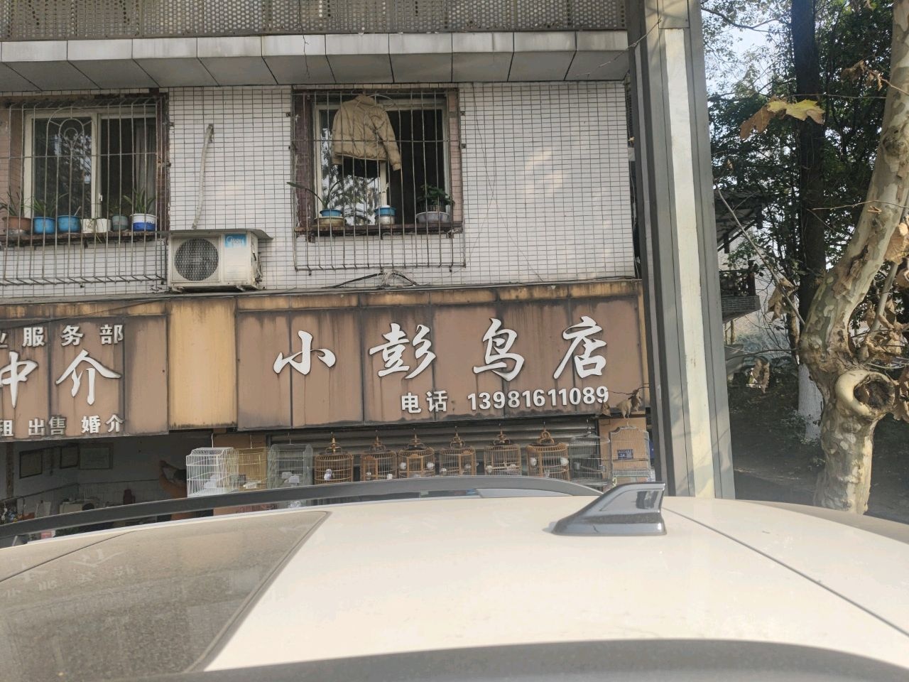 小马哥鸟店