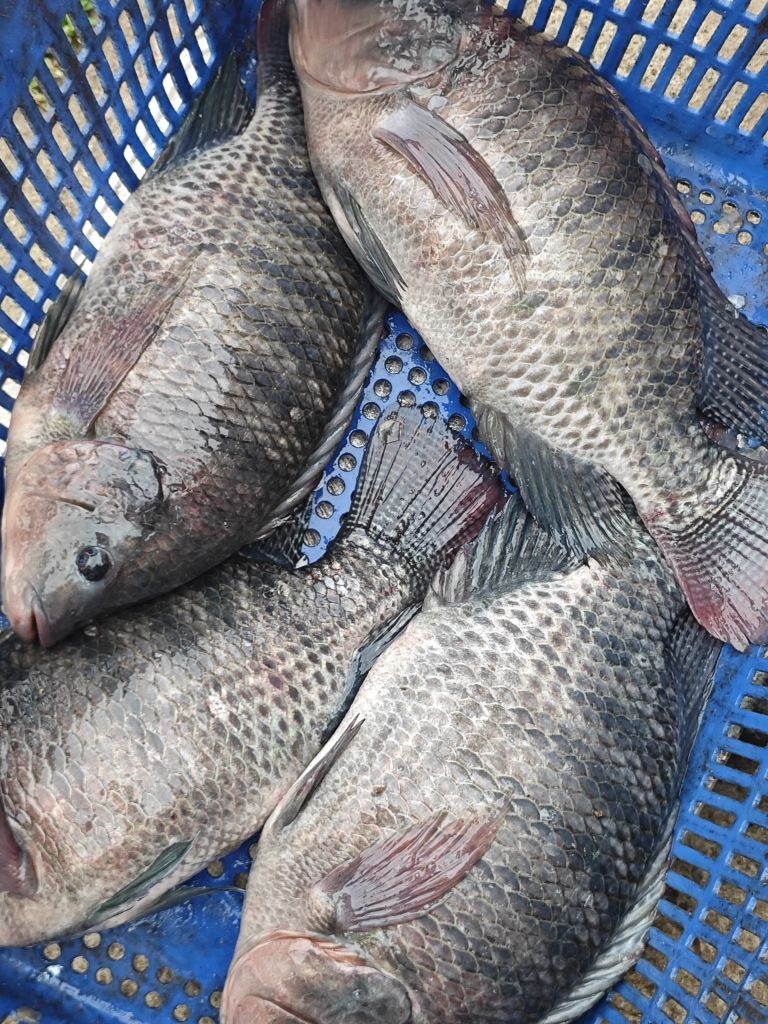 荔香园钓鱼场农庄